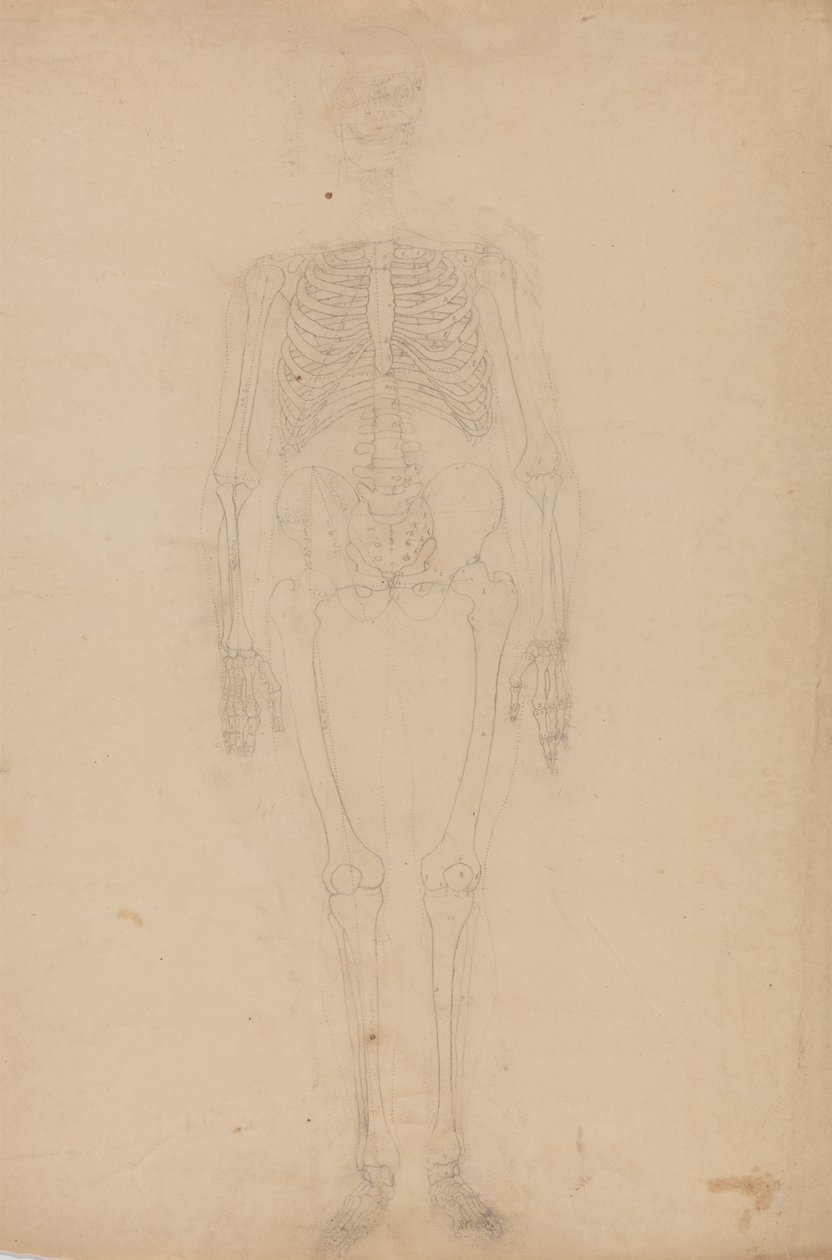Estudio de la figura humana, vista anterior, de Una exposición anatómica comparativa de la estructura del cuerpo humano con la de un tigre y una gallina común, c.1795-1806 de George Stubbs