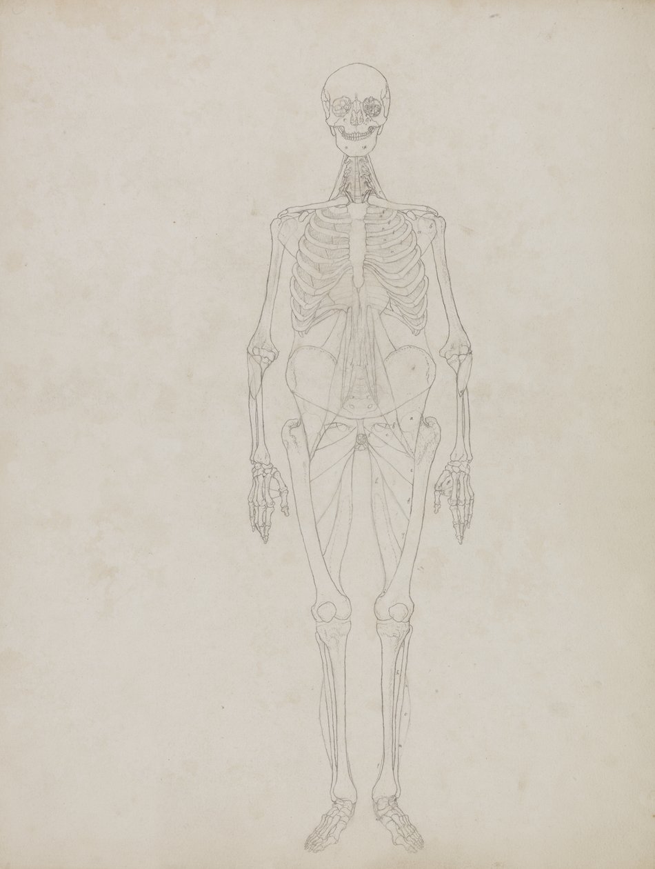 Estudio de la figura humana, vista anterior, de 
