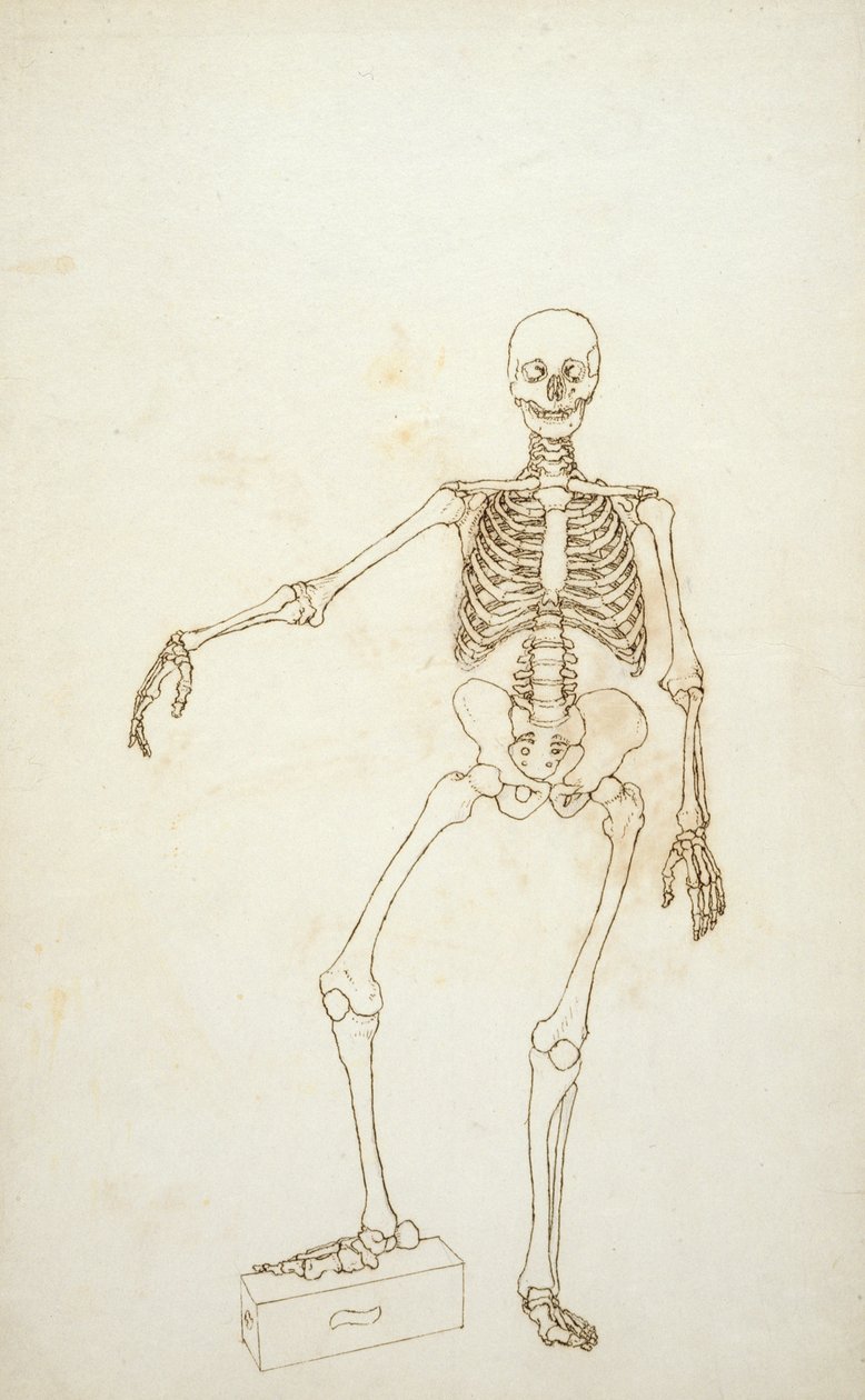 Estudio de la figura humana, vista anterior, de 