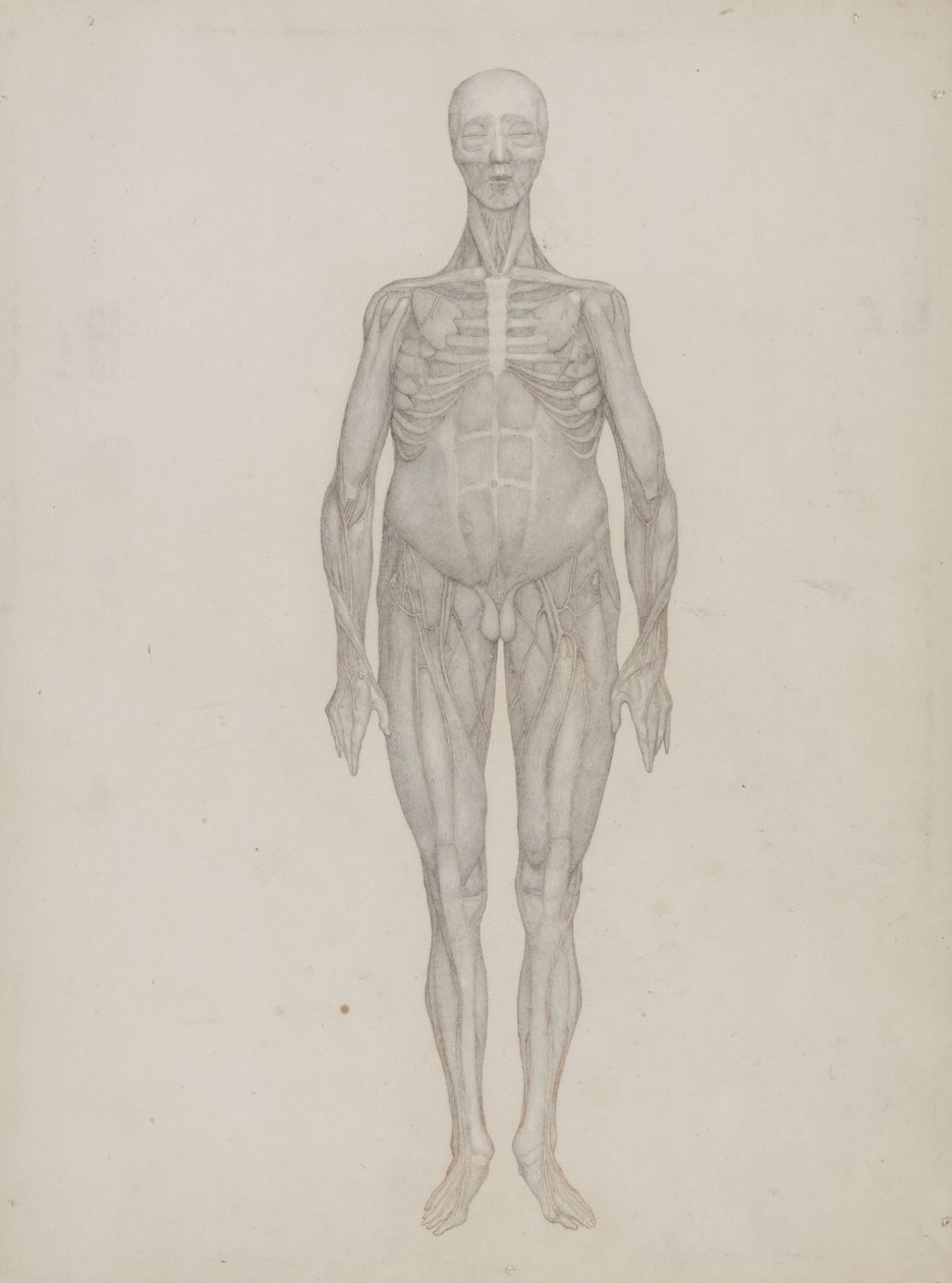 Estudio de la Figura Humana, Vista Anterior, de 