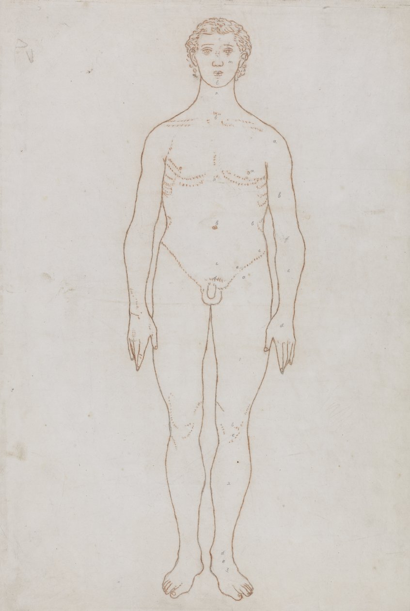 Estudio de la Figura Humana, Vista Anterior, de 