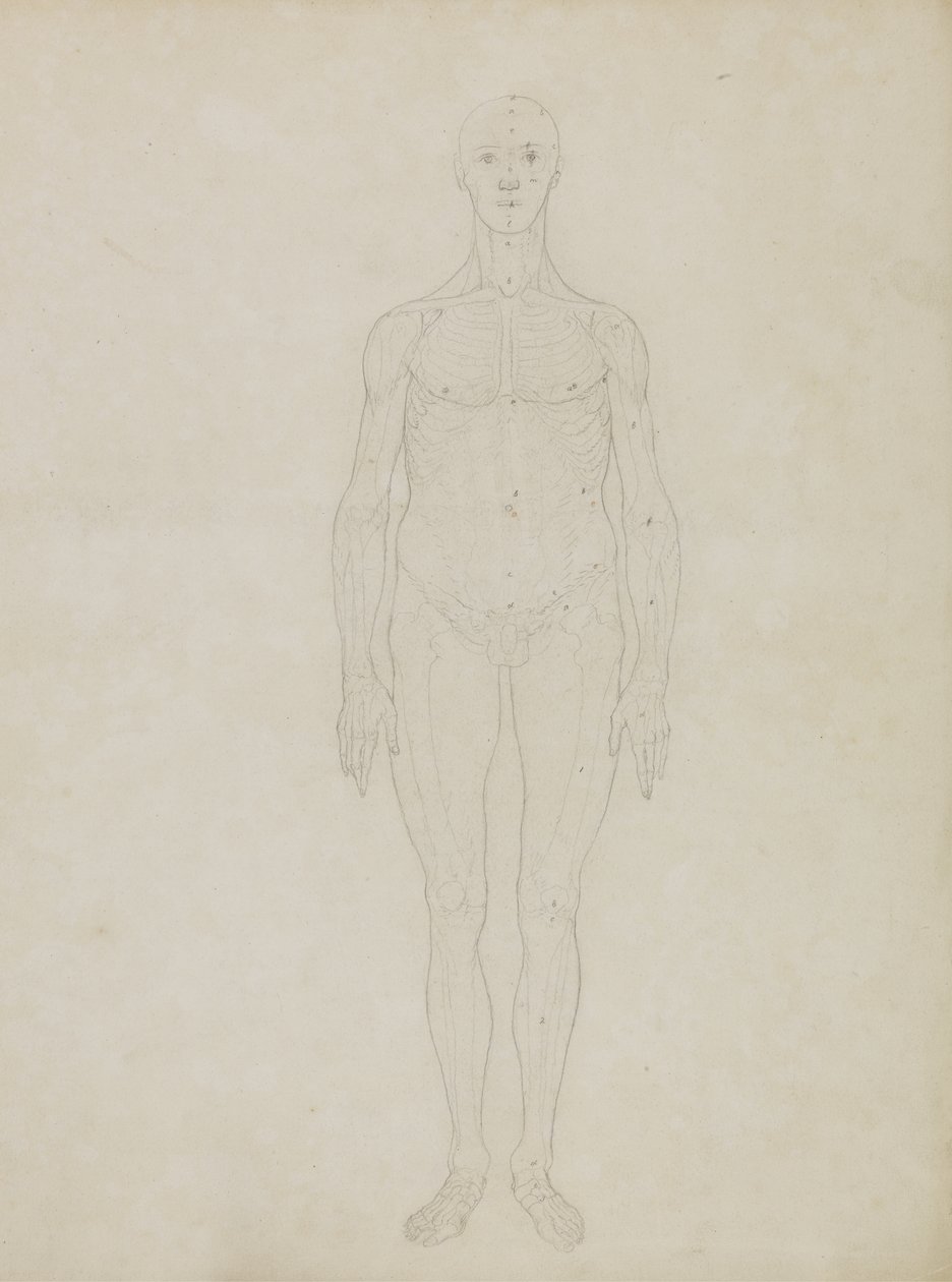 Estudio de la figura humana, vista anterior, de 