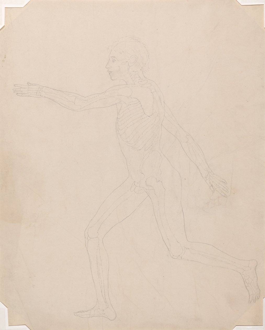 Estudio de la figura humana, vista lateral, de Una exposición anatómica comparativa de la estructura del cuerpo humano con la de un tigre y un ave común, c.1795-1806 de George Stubbs