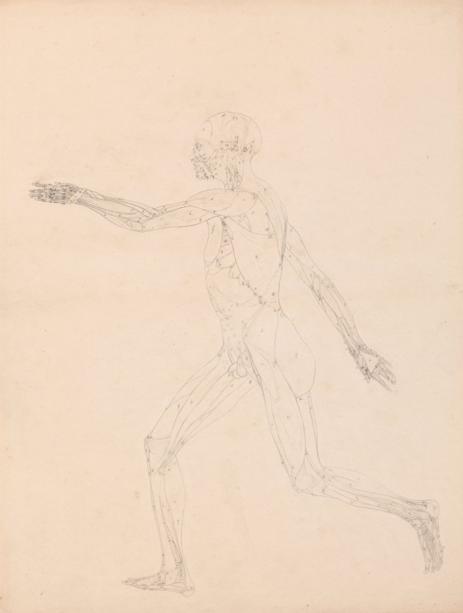 Estudio de la figura humana, vista lateral, diagrama para clave de la tabla XIII, de Una exposición anatómica comparativa de la estructura del cuerpo humano con la de un tigre y un ave común, 1795-1806 de George Stubbs