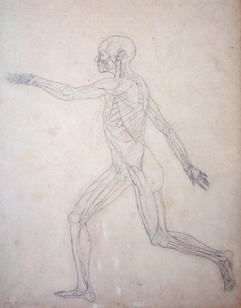 Estudio de la figura humana, vista lateral, de Una exposición anatómica comparativa de la estructura del cuerpo humano con la de un tigre y un ave común de George Stubbs