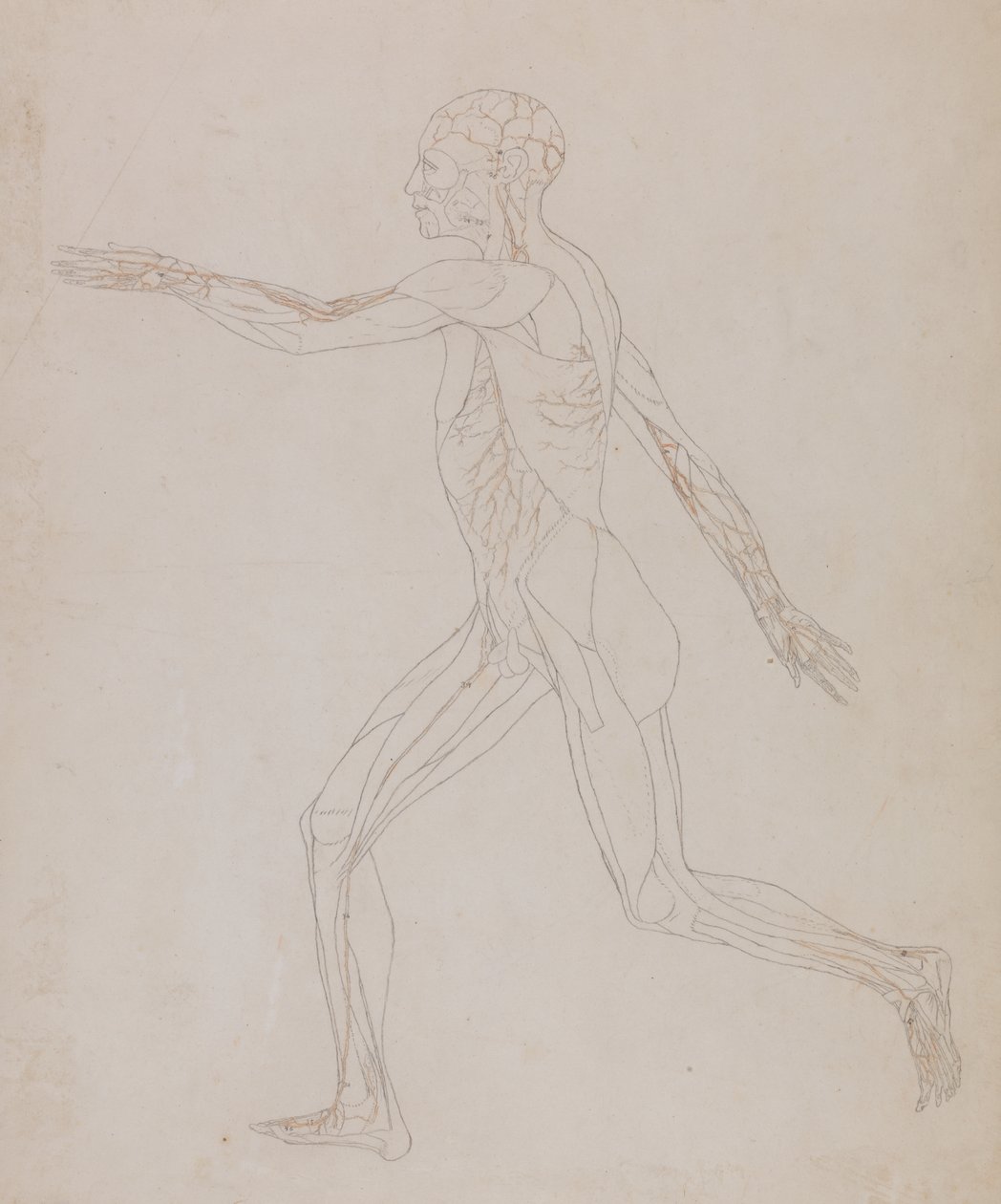 Estudio de la figura humana, vista lateral, de Una exposición anatómica comparativa de la estructura del cuerpo humano con la de un tigre y un ave común de George Stubbs
