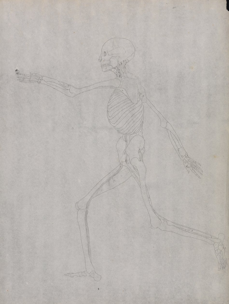 Estudio de la figura humana, vista lateral, de Una exposición anatómica comparativa de la estructura del cuerpo humano con la de un tigre y un ave común, 1795-1806 de George Stubbs