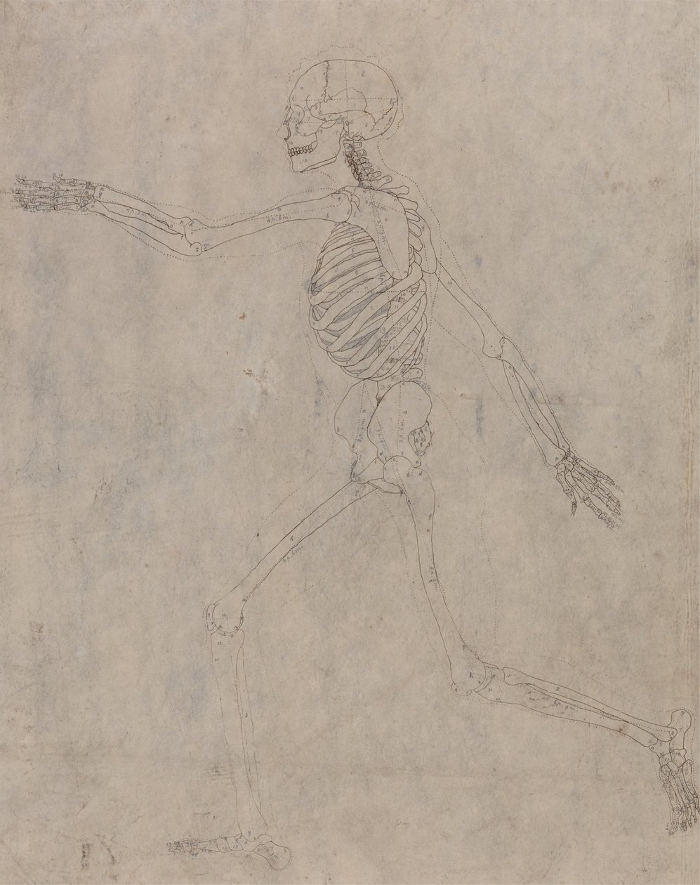 Estudio de la figura humana, vista lateral, de Una exposición anatómica comparativa de la estructura del cuerpo humano con la de un tigre y un ave común, 1795-1806 de George Stubbs