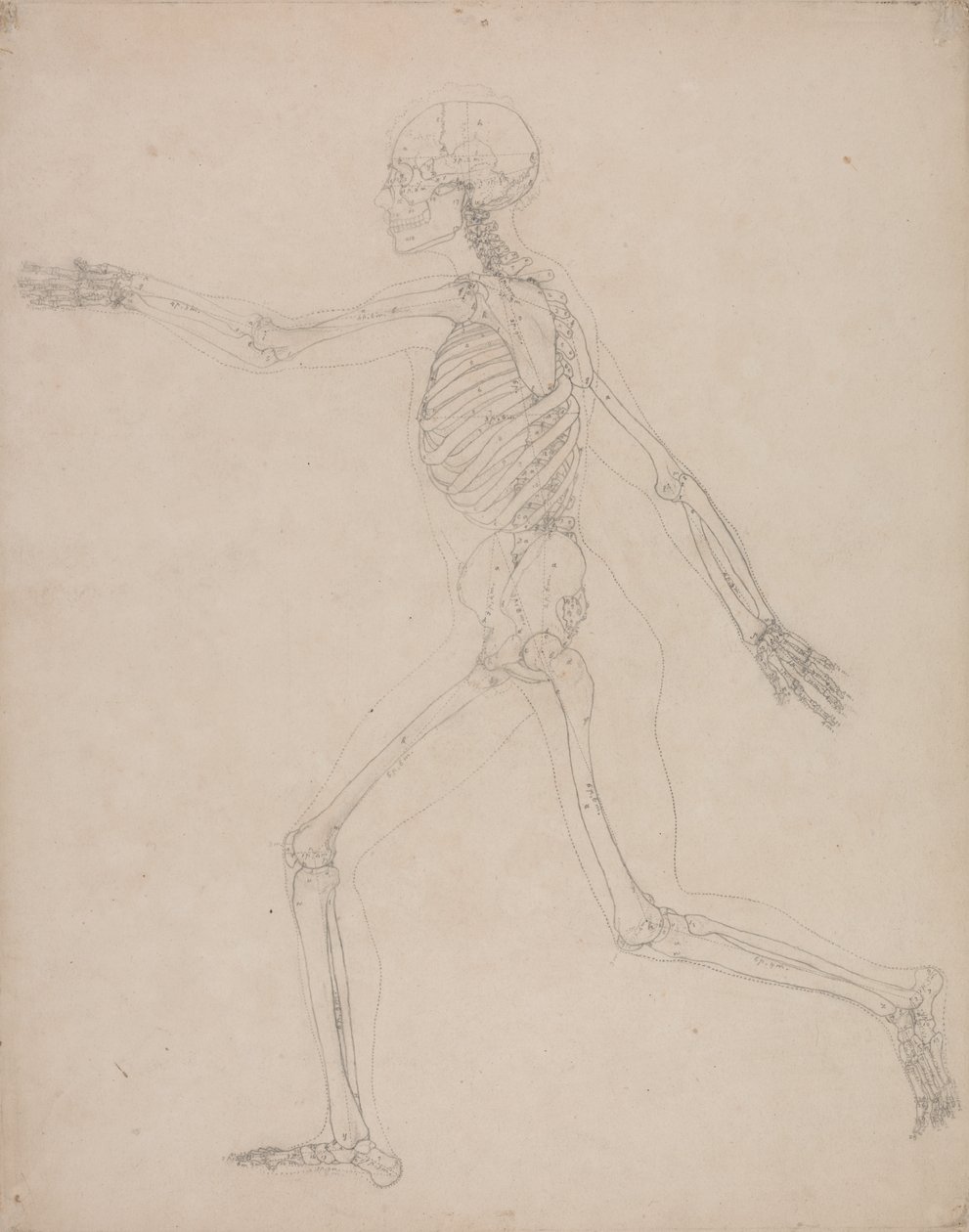 Estudio de la figura humana, vista lateral, de Una exposición anatómica comparativa de la estructura del cuerpo humano con la de un tigre y un ave común, 1795-1806 de George Stubbs