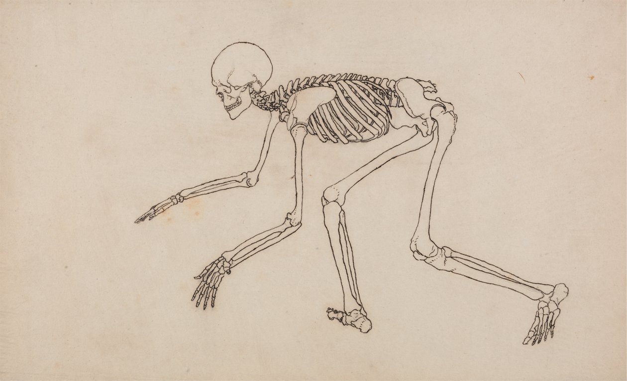 Estudio de la Figura Humana, Vista Lateral, de Una Exposición Anatómica Comparativa de la Estructura del Cuerpo Humano con la de un Tigre y un Ave Común, 1795-1806 de George Stubbs