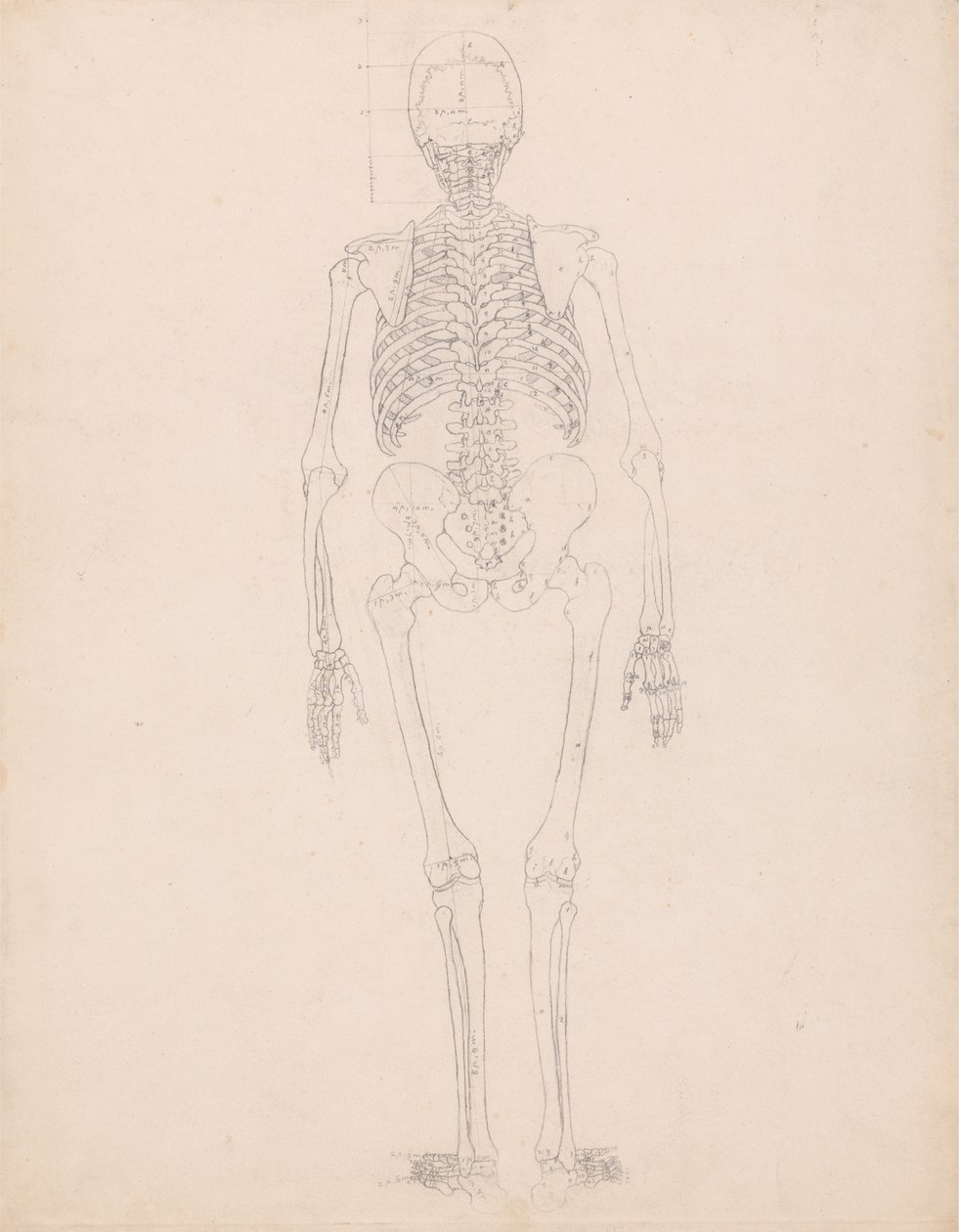 Estudio de la figura humana, vista posterior, diagrama para la clave de la tabla II, de Una exposición anatómica comparativa de la estructura del cuerpo humano con la de un tigre y un ave común, c.1795-1806 de George Stubbs