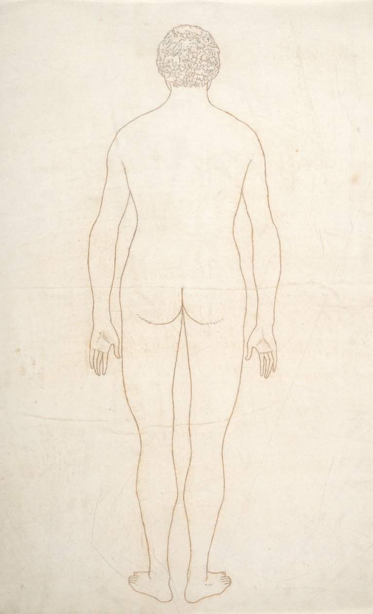 Estudio de la figura humana, vista posterior, de Una exposición anatómica comparativa de la estructura del cuerpo humano con la de un tigre y una gallina común, c.1795-1806 de George Stubbs