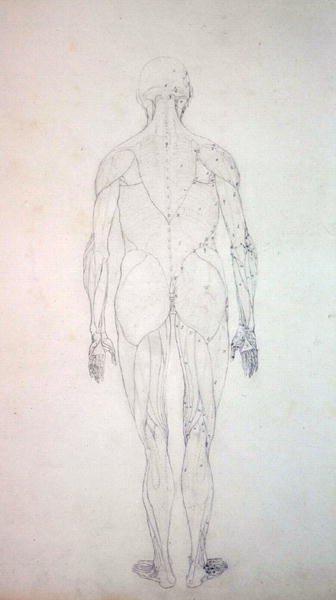 Estudio de la figura humana, vista posterior, de Una exposición anatómica comparativa de la estructura del cuerpo humano con la de un tigre y una gallina común, c.1795-1806 de George Stubbs