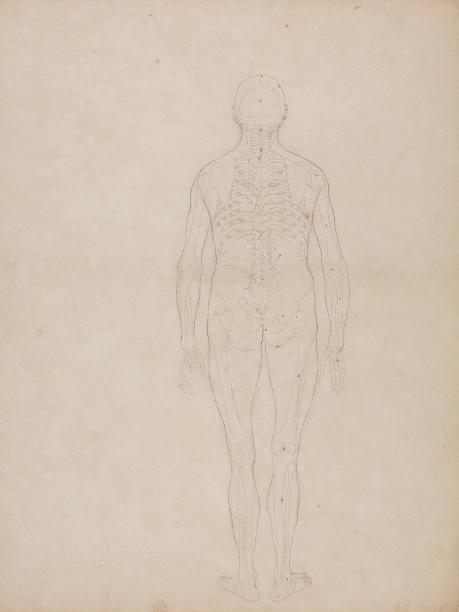 Estudio de la figura humana, vista posterior, de Una exposición anatómica comparativa de la estructura del cuerpo humano con la de un tigre y un ave común de George Stubbs