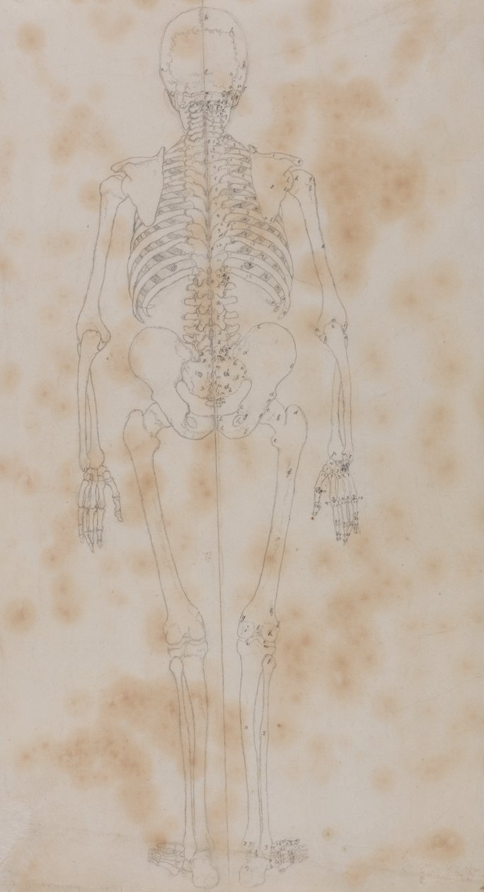 Estudio de la figura humana, vista posterior, de Una exposición anatómica comparativa de la estructura del cuerpo humano con la de un tigre y un ave común de George Stubbs