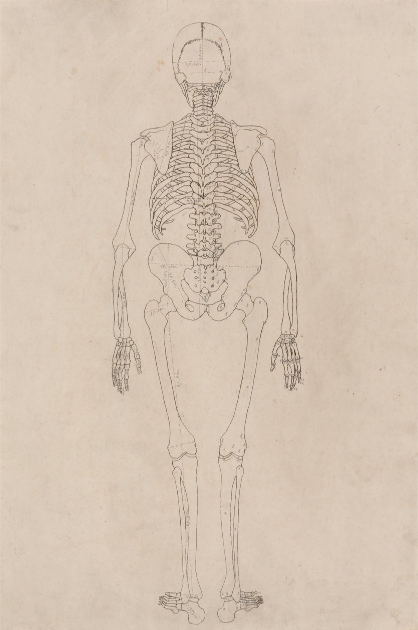 Estudio de la figura humana, vista posterior, de Una exposición anatómica comparativa de la estructura del cuerpo humano con la de un tigre y un ave común, c.1795-1806 de George Stubbs