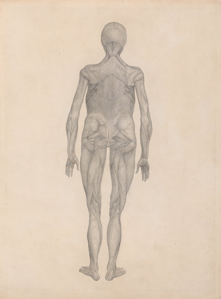 Estudio de la figura humana, vista posterior, con la piel y los tejidos fasciales subyacentes removidos, de Una exposición anatómica comparativa de la estructura del cuerpo humano con la de un tigre y un ave común de George Stubbs