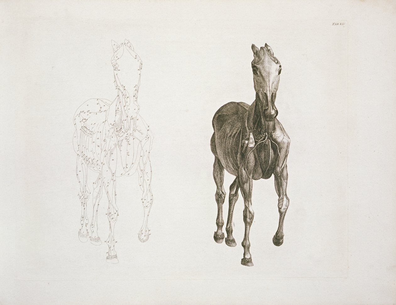 Tab. VIII, de 