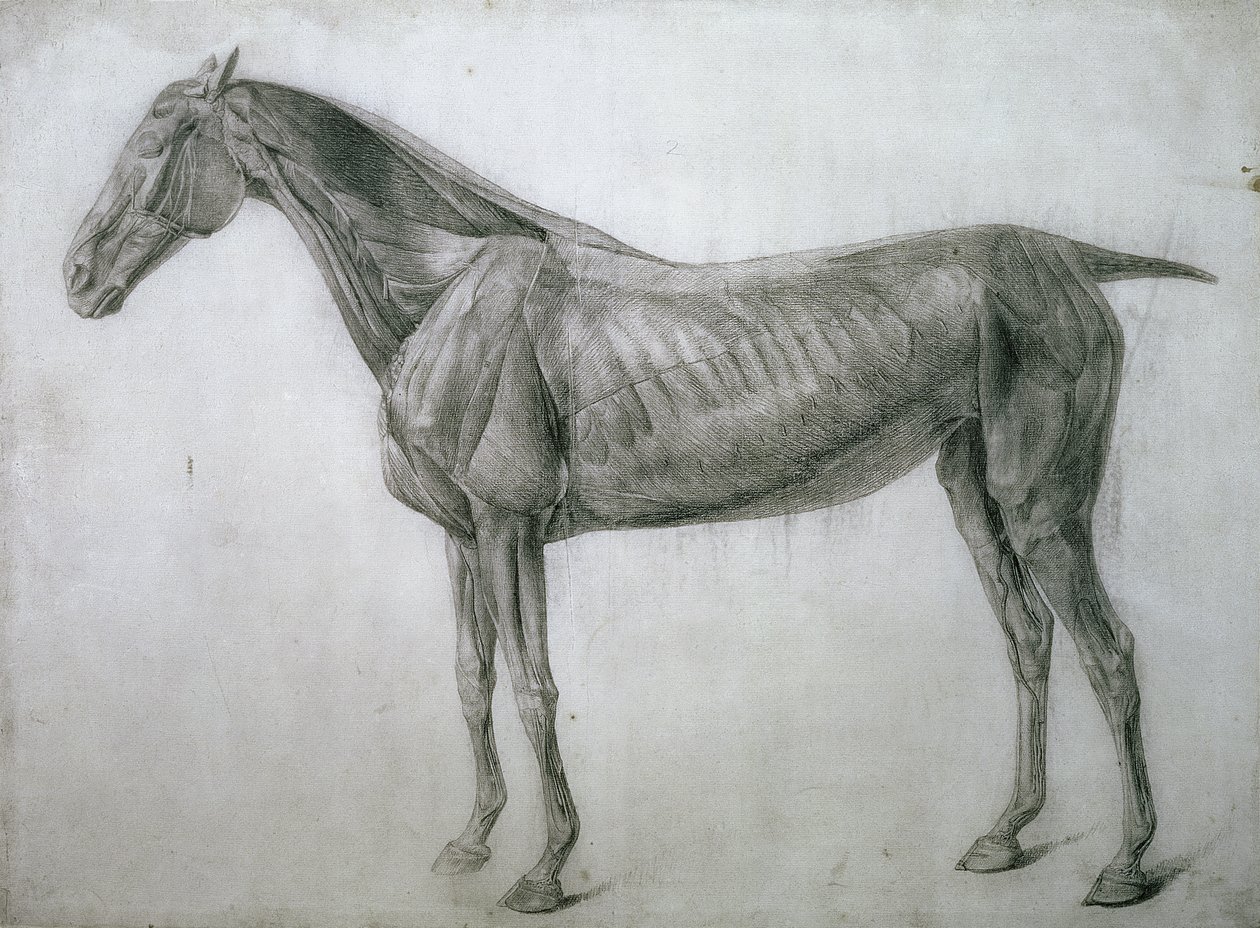 El estudio de los músculos: dibujo de écorché visto desde el flanco, de la 13ª tabla anatómica, de la Anatomía del caballo, 1766 de George Stubbs
