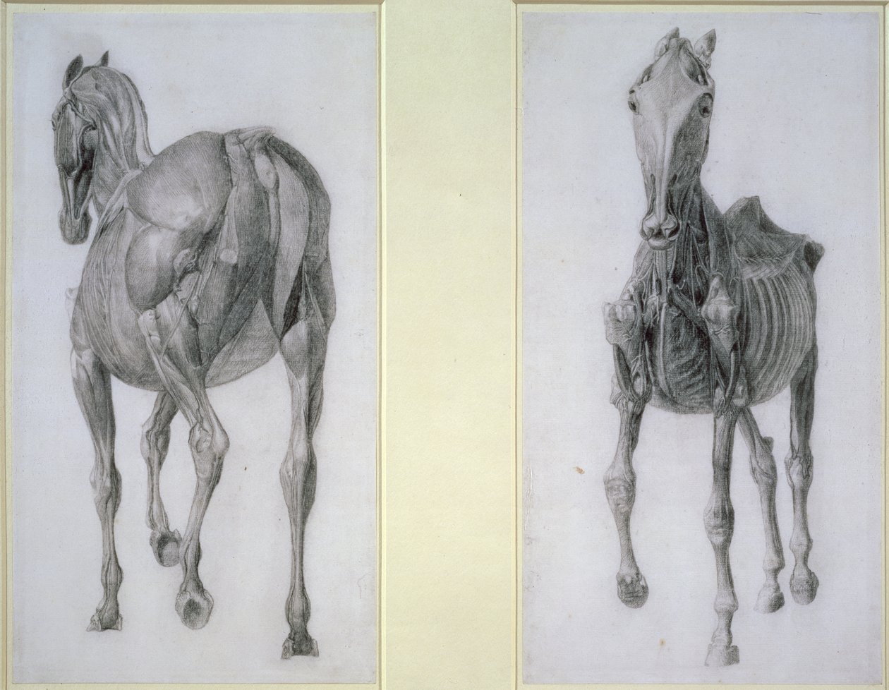 El estudio de los músculos: vistas frontal y trasera, de la 13ª tabla anatómica, de la Anatomía del caballo, 1766 de George Stubbs