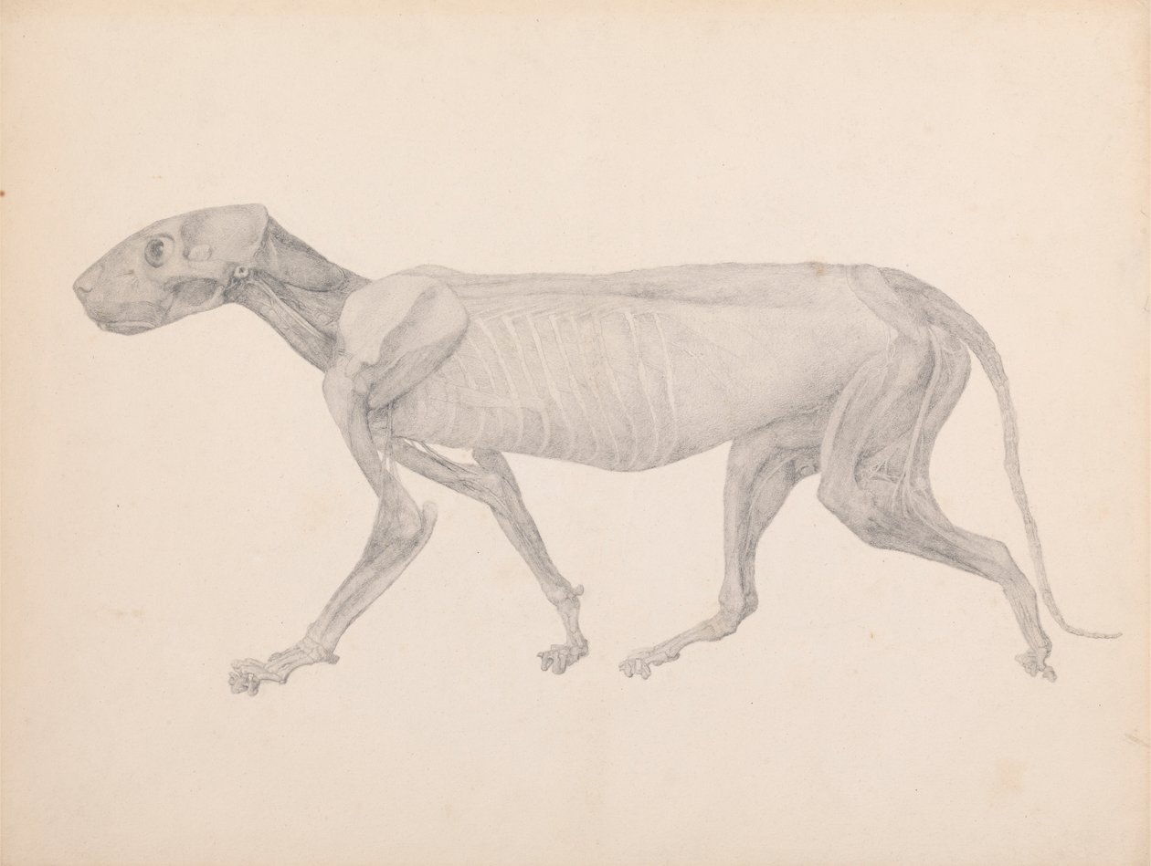 Cuerpo de tigre, vista lateral (dibujo terminado para tabla inédita; muestra la tercera etapa de la disección) de George Stubbs