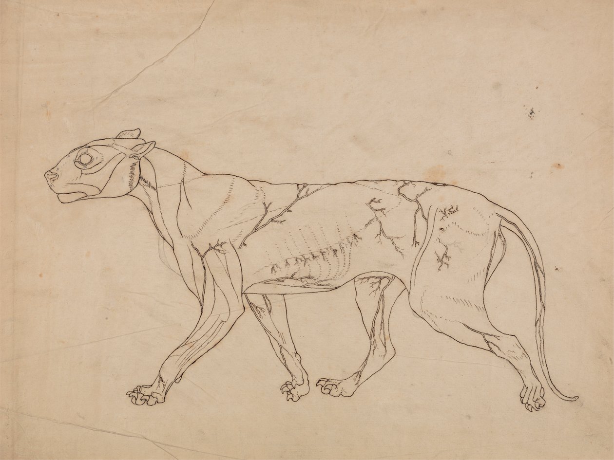 Cuerpo de tigre, vista lateral (Estudio esquemático de los músculos superficiales y su irrigación sanguínea, probablemente realizado para una figura clave). de George Stubbs