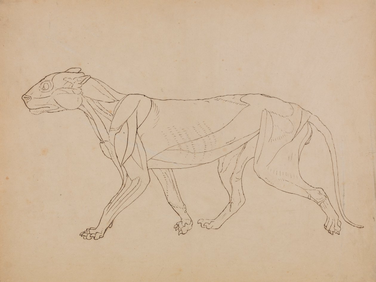 Cuerpo de tigre, vista lateral (Probablemente realizado como base para un llavero) de George Stubbs