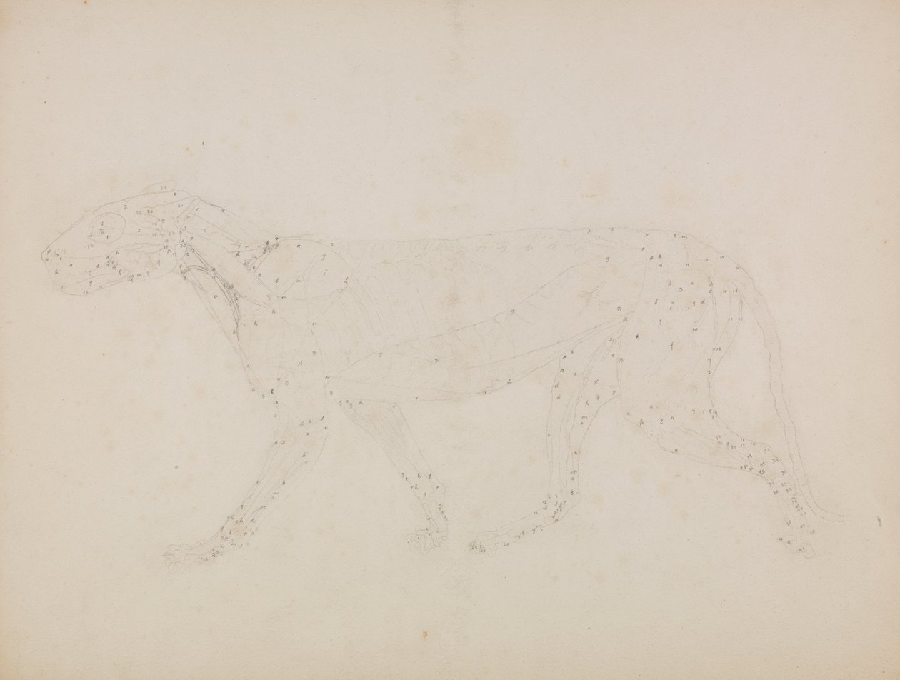 Cuerpo de tigre, vista lateral (Estudio de las capas superiores de los músculos y su irrigación sanguínea preparado para la figura clave del cuadro XIV) de George Stubbs