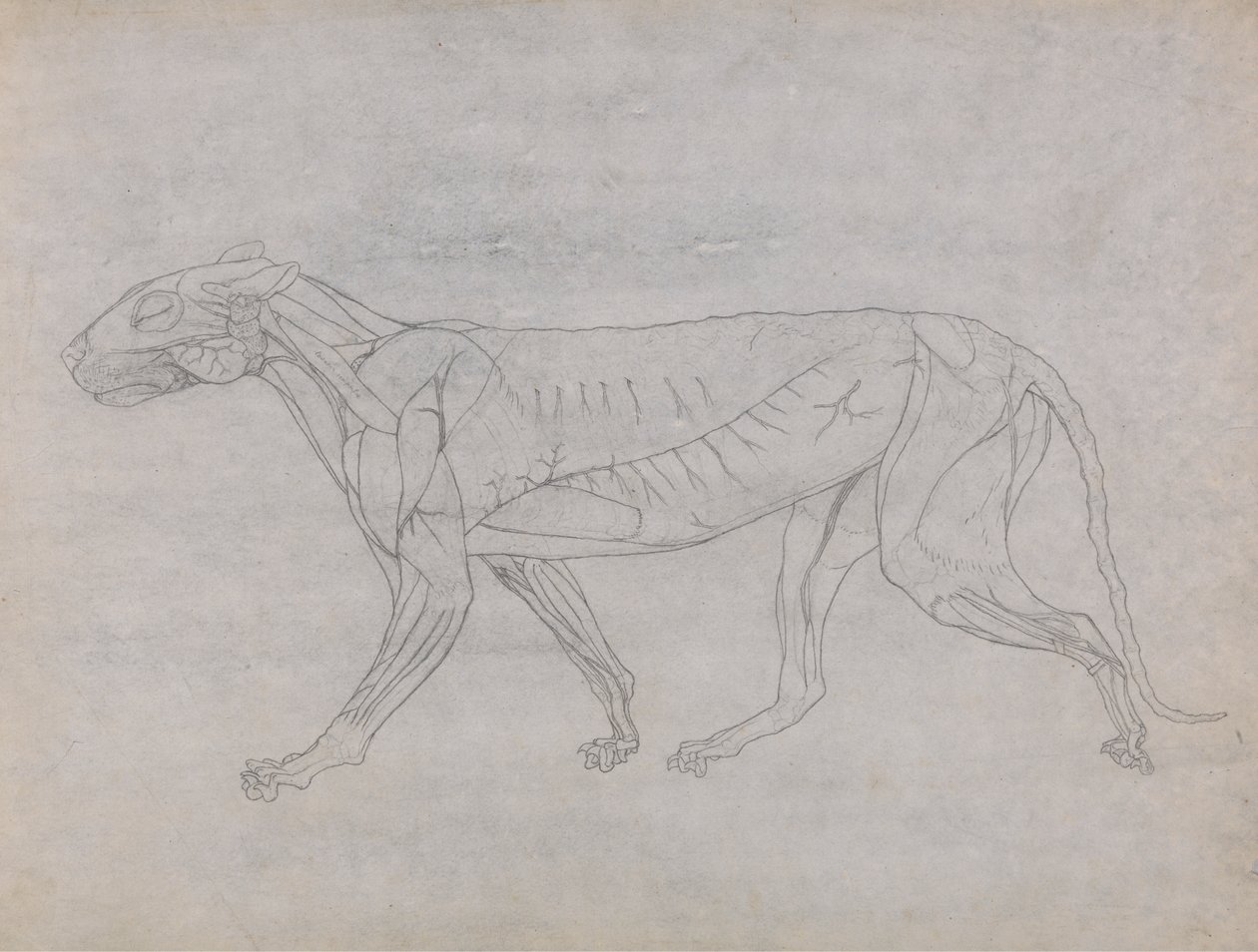 Cuerpo de tigre, vista lateral de George Stubbs
