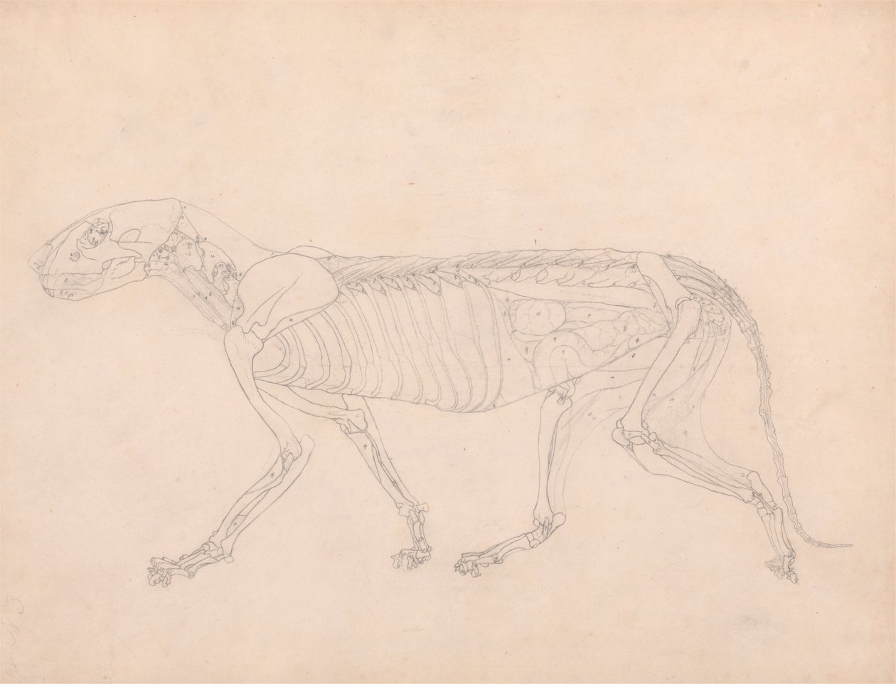 Cuerpo de tigre, vista lateral de George Stubbs