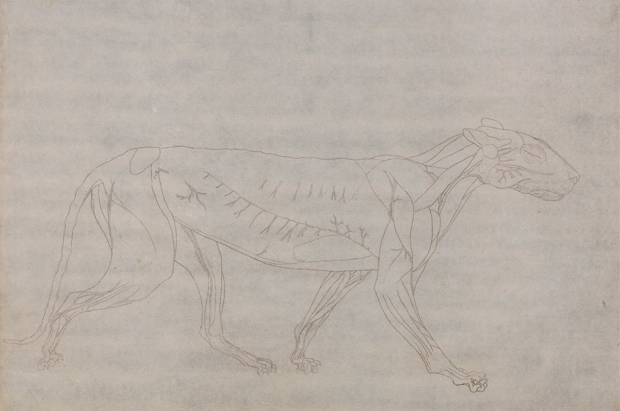 Cuerpo de tigre, vista lateral de George Stubbs