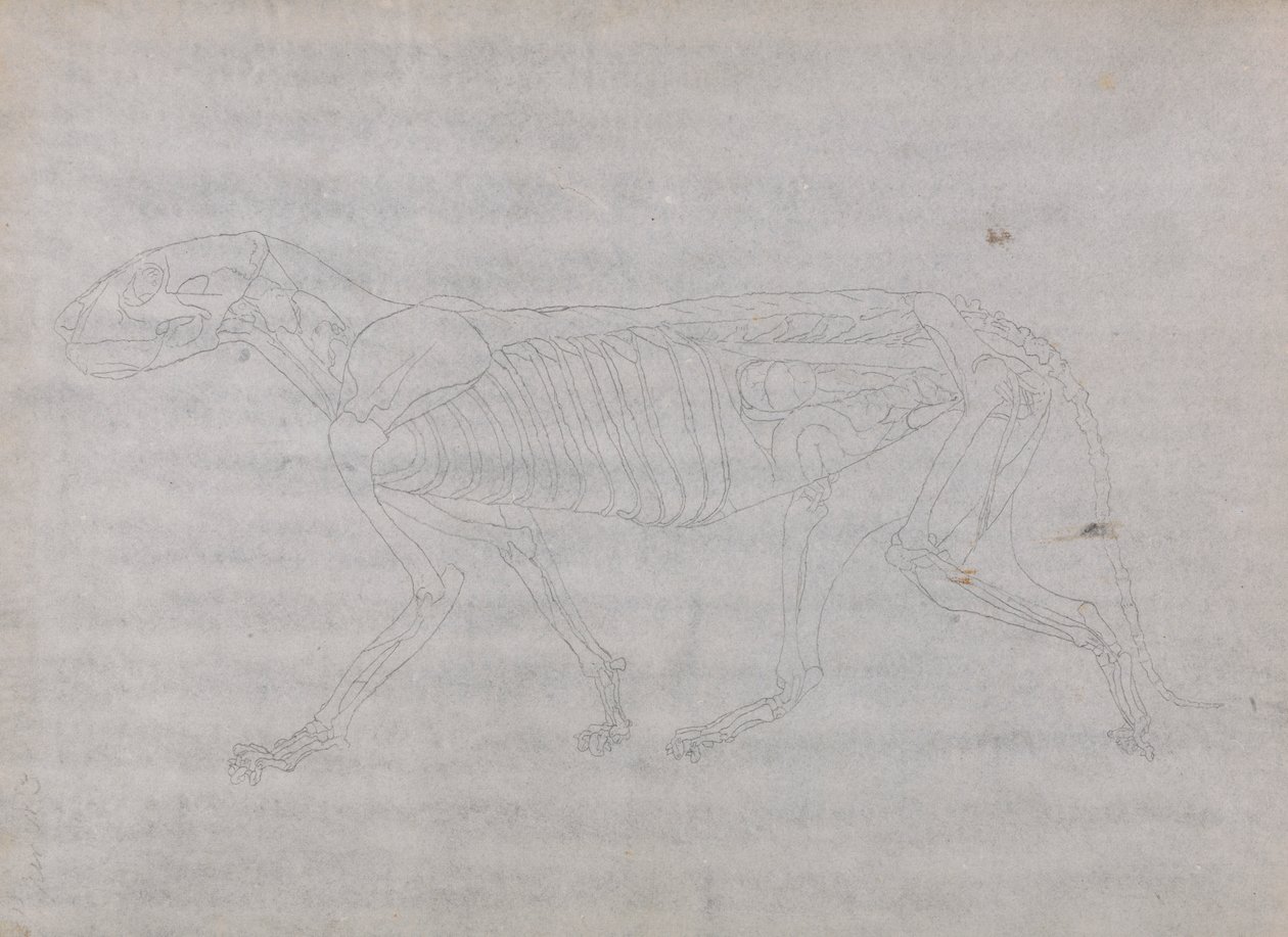 Cuerpo de tigre, vista lateral de George Stubbs