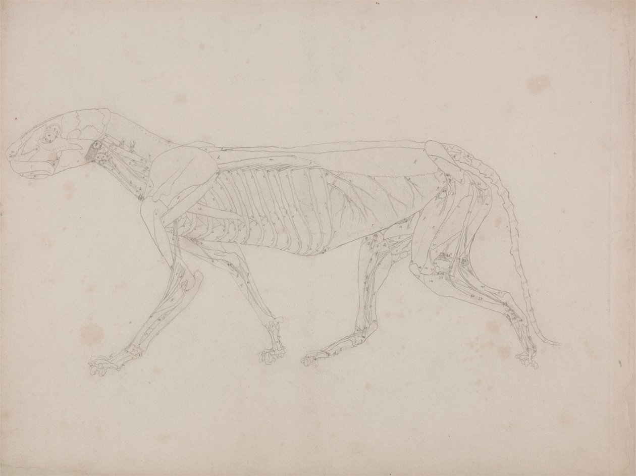 Cuerpo de tigre, vista lateral de George Stubbs