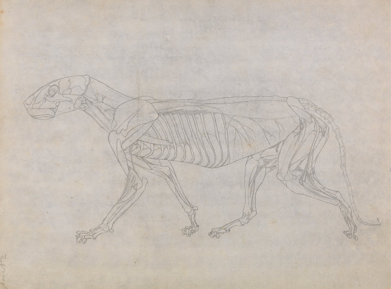 Cuerpo de tigre, vista lateral de George Stubbs
