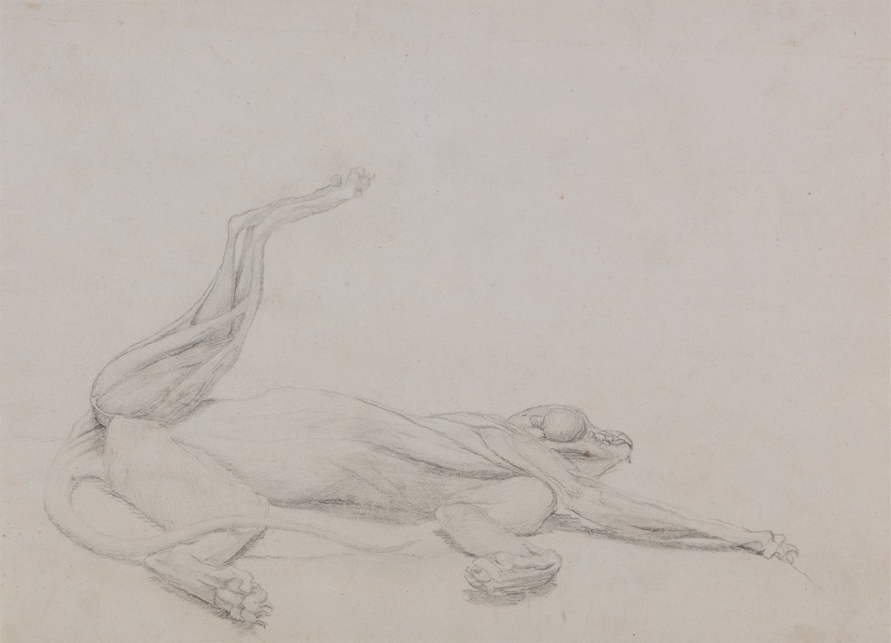 Cuerpo de tigre, reclinado, visto ventralmente de George Stubbs