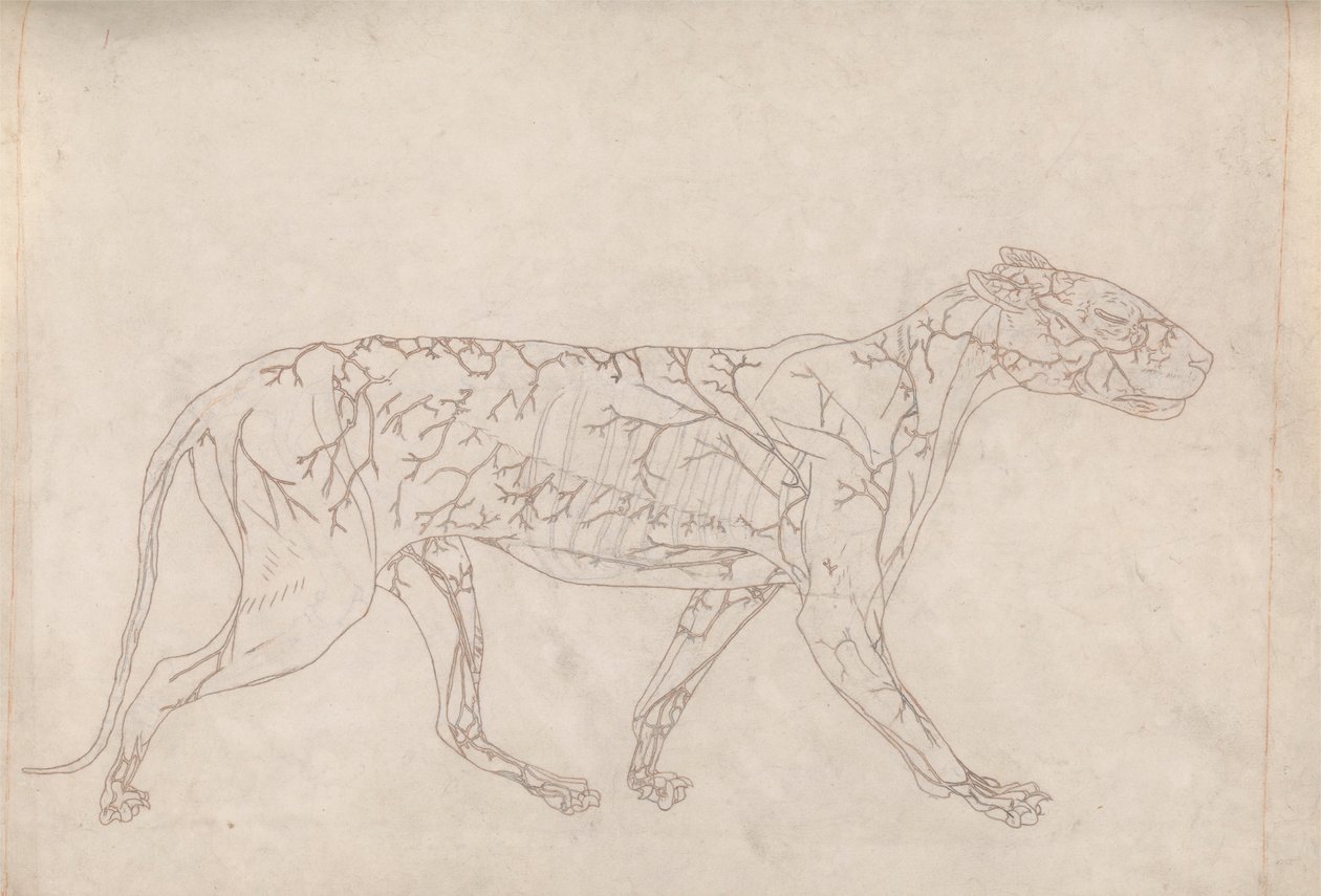 Tigre, Vista Lateral (Estudio del Esquema del Suministro Sanguíneo Superficial, Preparado para la Figura Clave de la Tabla IX) de George Stubbs