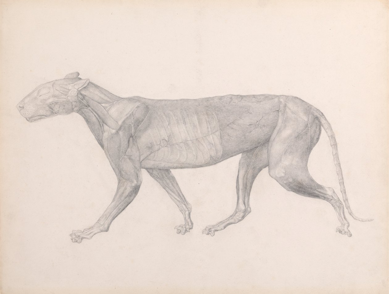 Tigre, vista lateral, con el tejido conjuntivo que recubre los músculos extirpado (estudio terminado para la tabla XIV) de George Stubbs