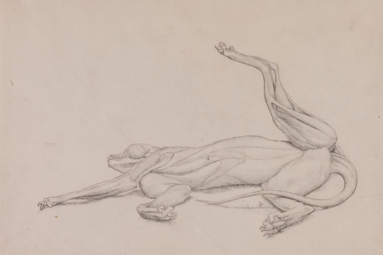 Tigre, reclinado, visto ventralmente de George Stubbs