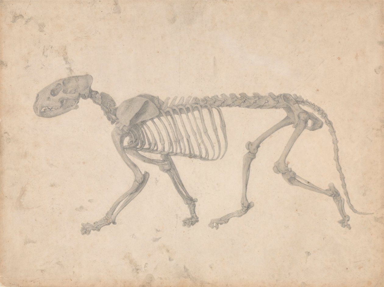 Esqueleto de tigre, vista lateral (estudio terminado para el cuadro IV) de George Stubbs