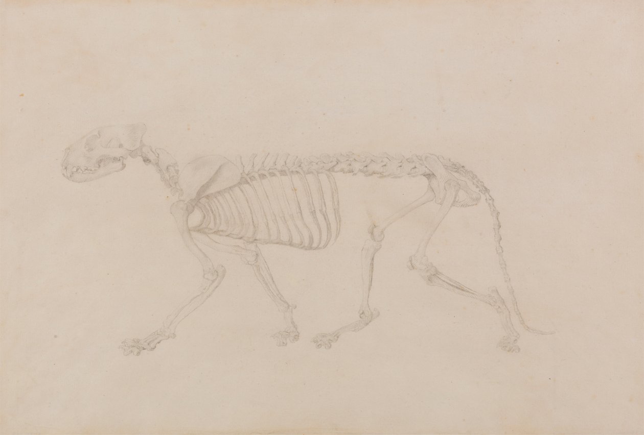 Esqueleto de tigre, vista lateral (estudio muy acabado para la tabla IV) de George Stubbs