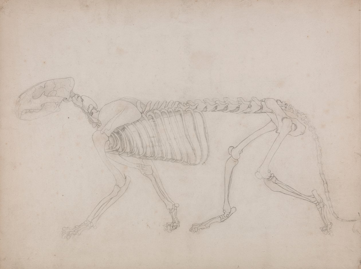 Esqueleto de tigre, vista lateral de George Stubbs