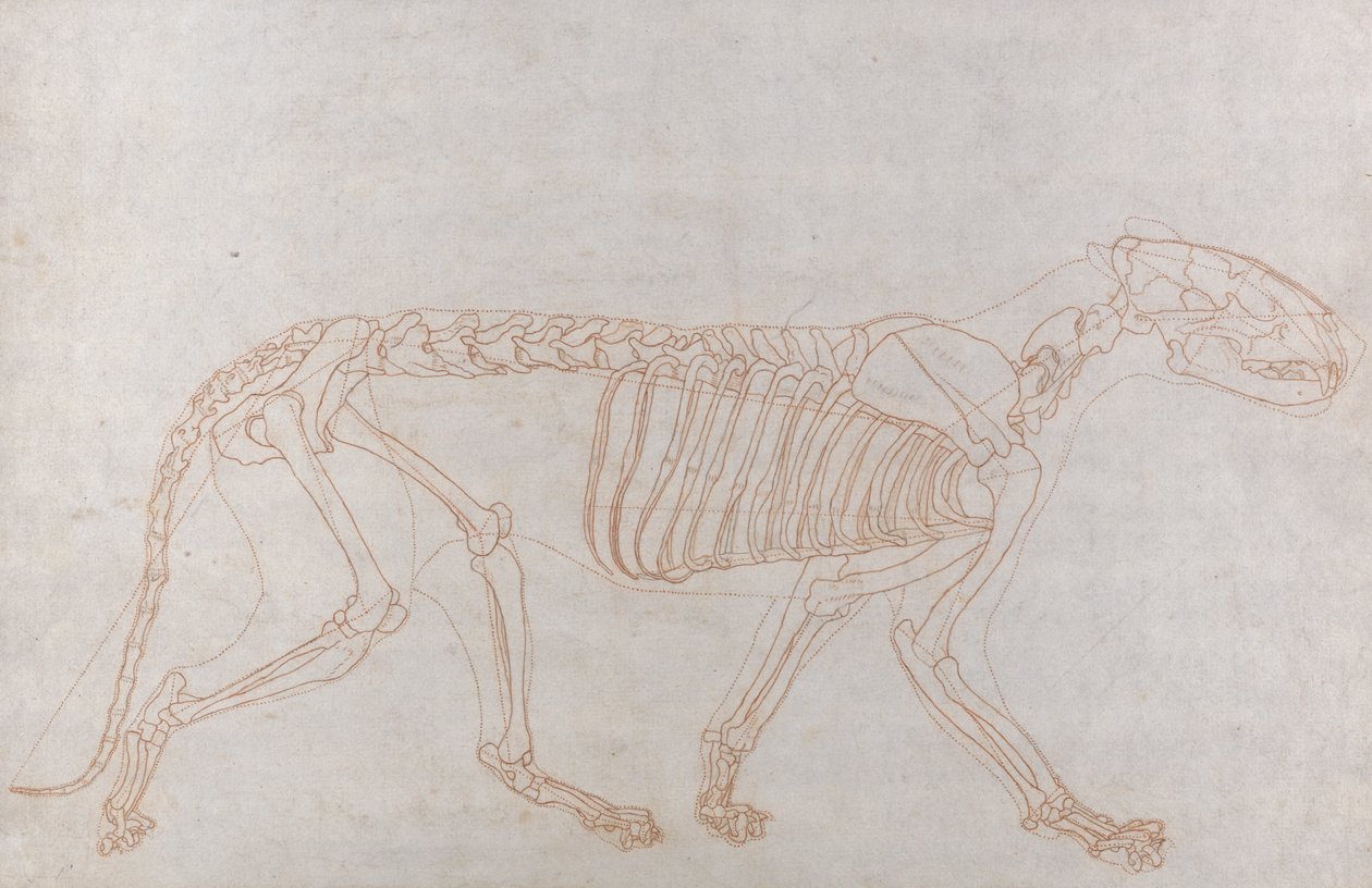 Esqueleto de tigre, vista lateral de George Stubbs