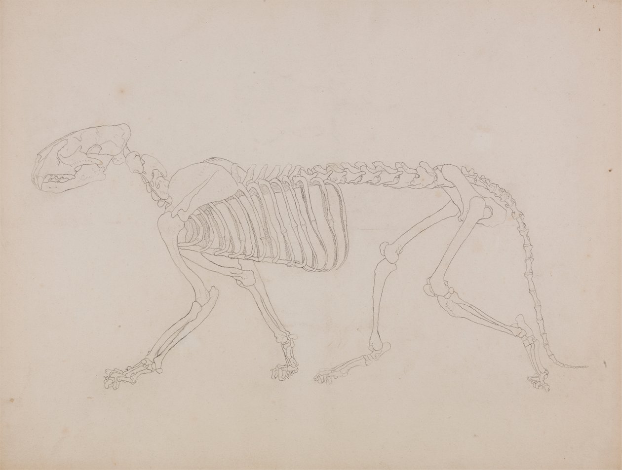 Esqueleto de tigre, vista lateral de George Stubbs