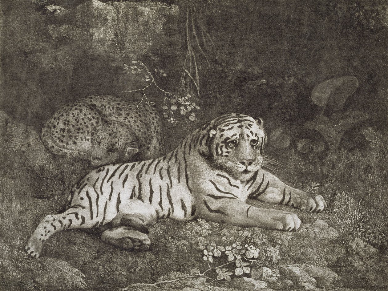 Dos tigres, grabado por el artista, pub. 1788 de George Stubbs
