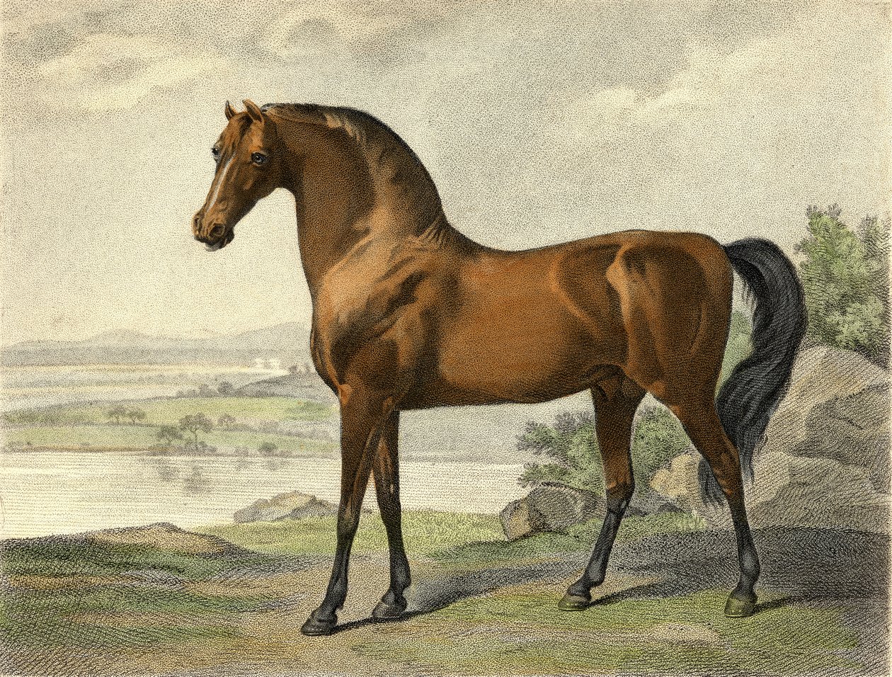 Warren Hastings Árabe de George Stubbs