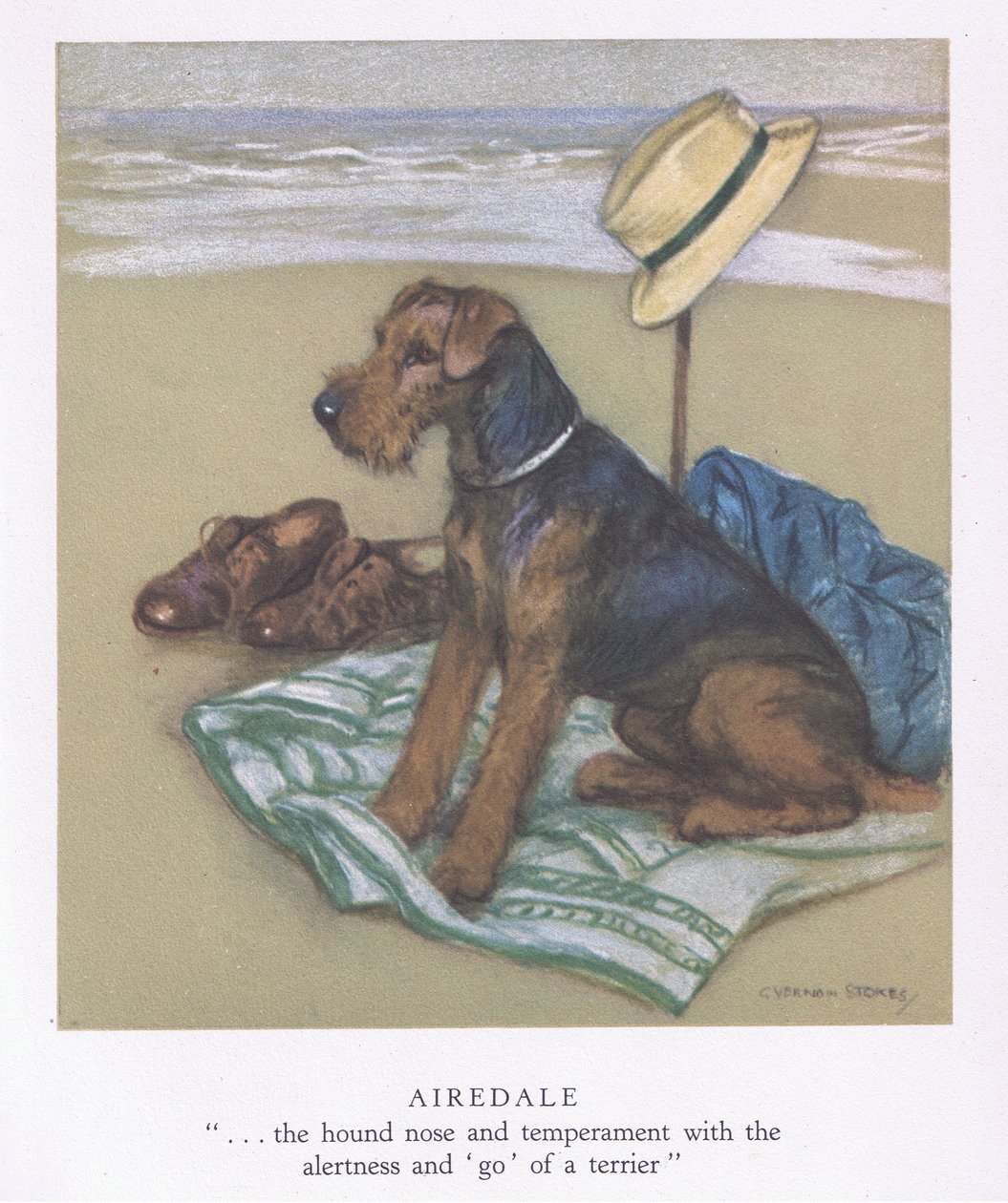 Airedale (litografía en color) de George Vernon Stokes