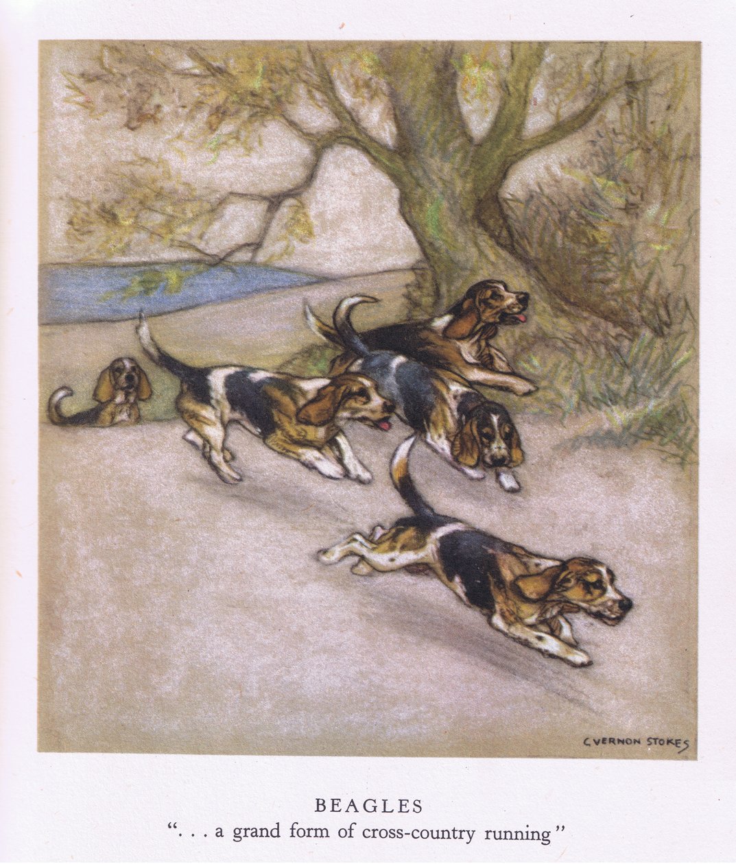 Beagles (litografía en color) de George Vernon Stokes