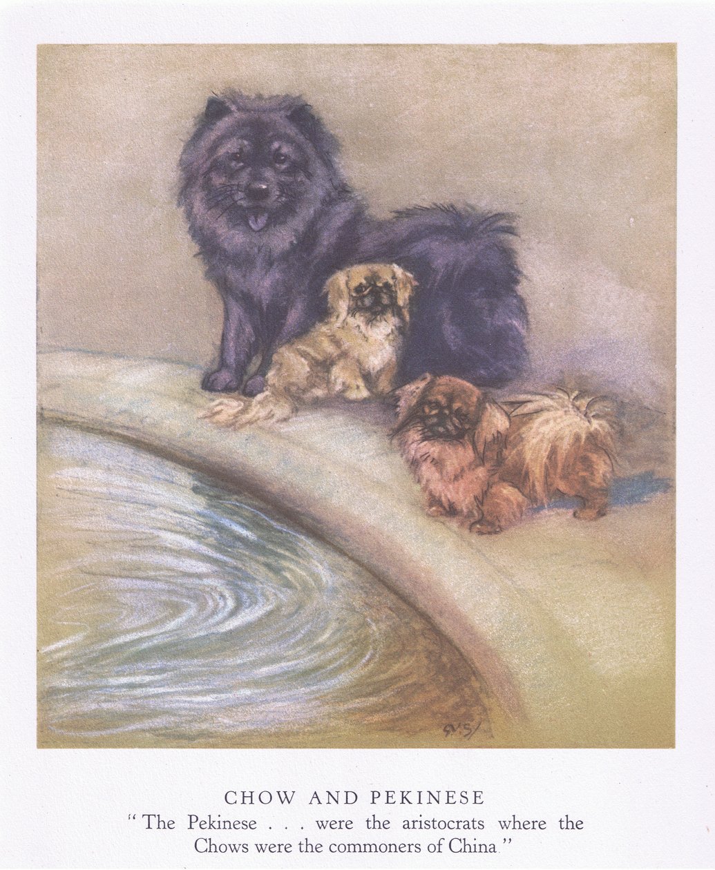 Chow y pequinés (litografía en color) de George Vernon Stokes