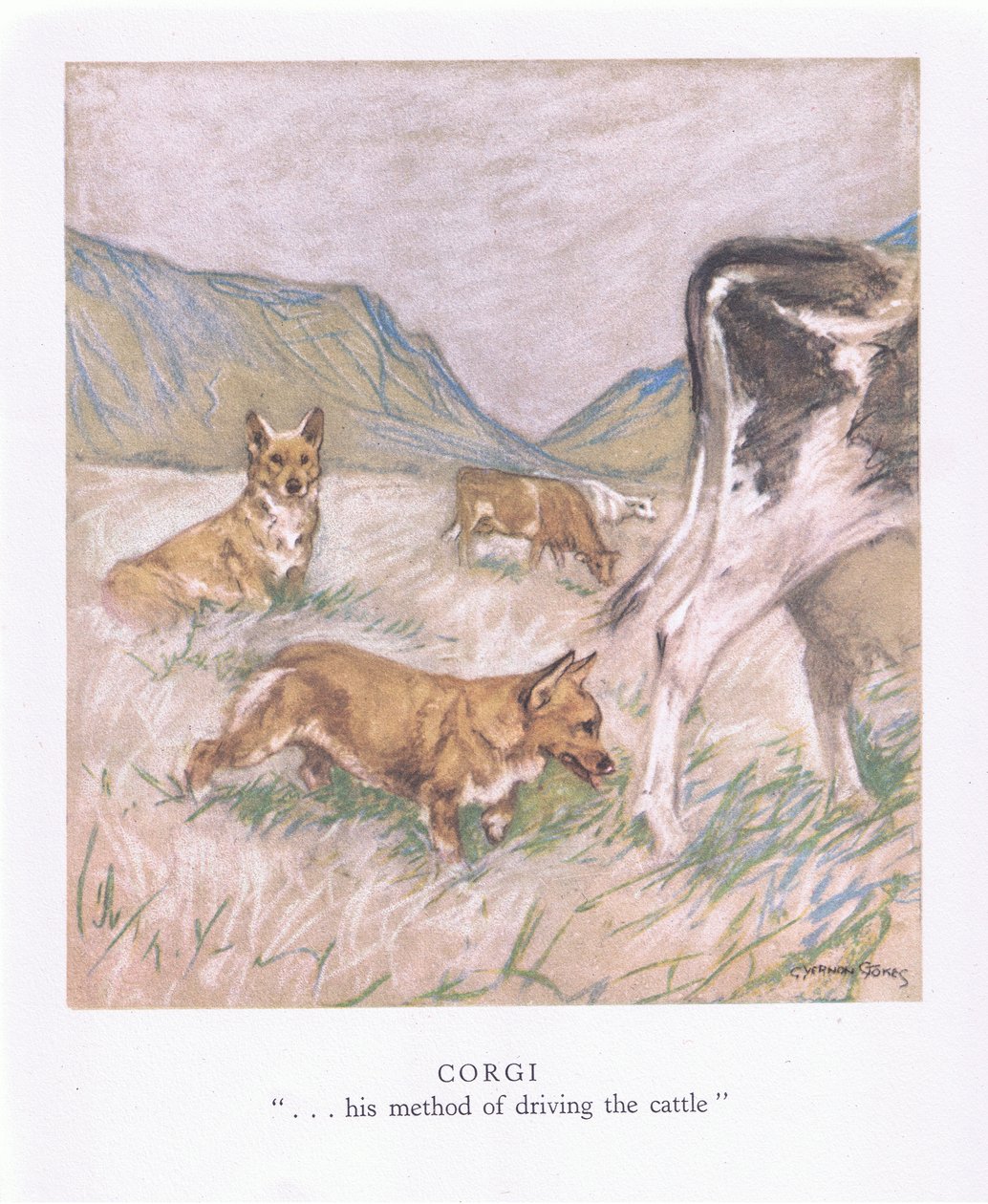 Corgi (litografía en color) de George Vernon Stokes