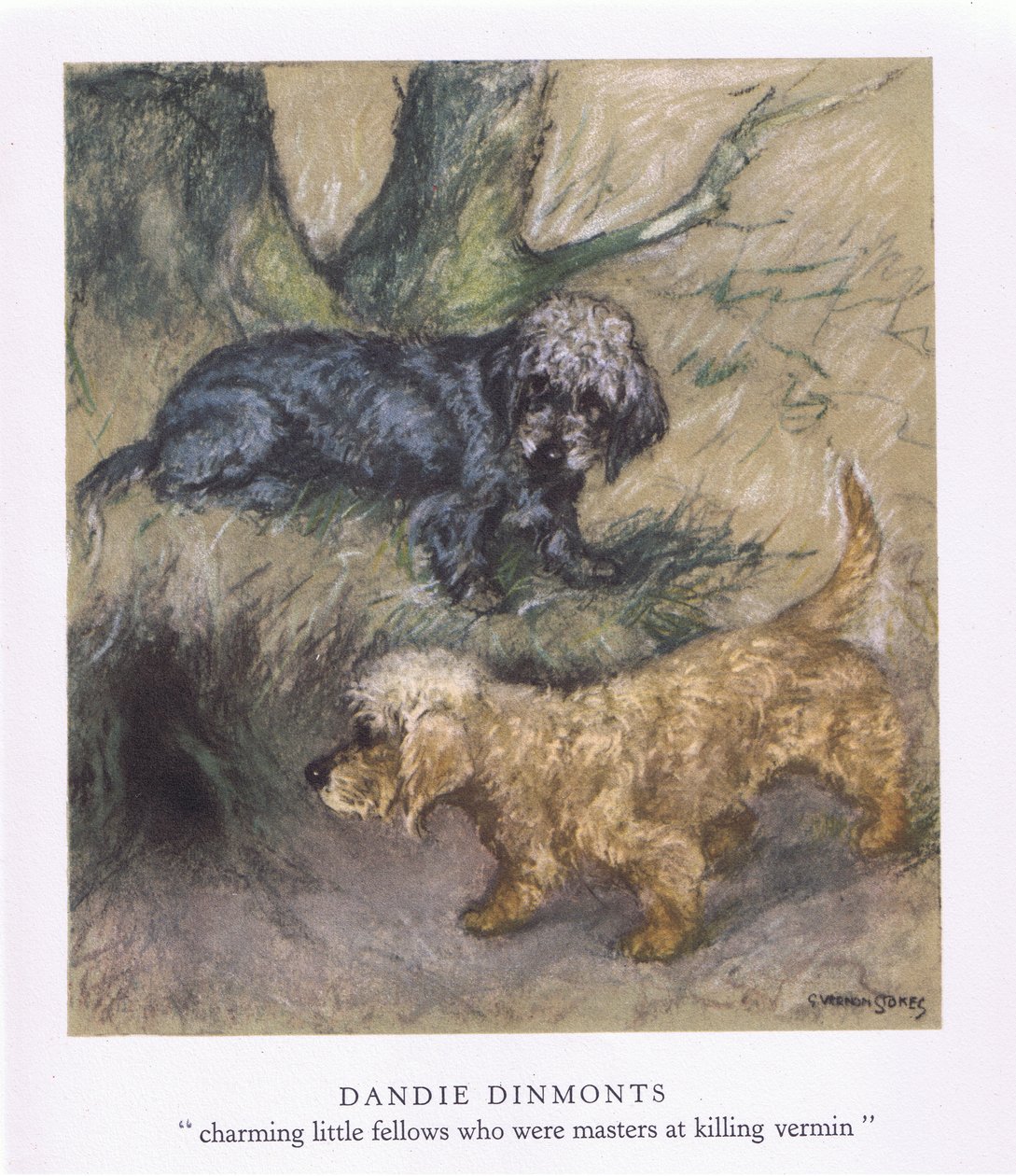 Dandie Dimonts (litografía en color) de George Vernon Stokes